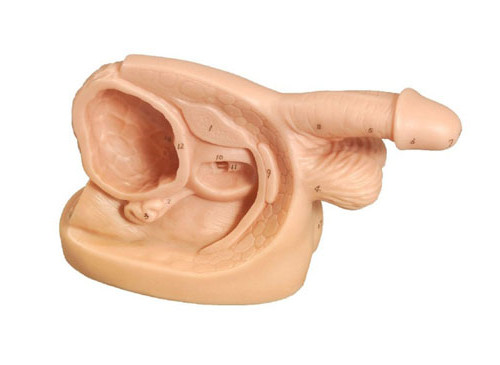 男性内外生殖器及导尿模型