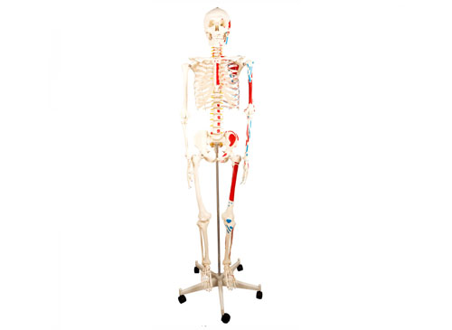 人体骨骼附半边肌肉着色模型