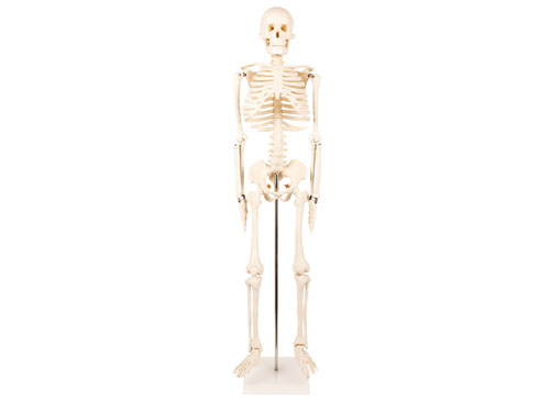 人体骨架模型85CM