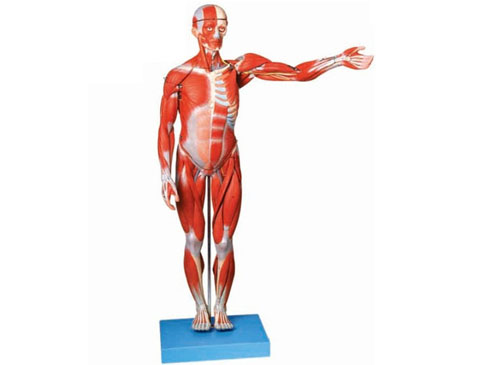 人体全身肌肉解剖模型（缩小模型）