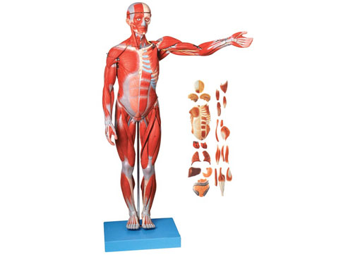 人体全身肌肉附内脏模型（缩小模型）