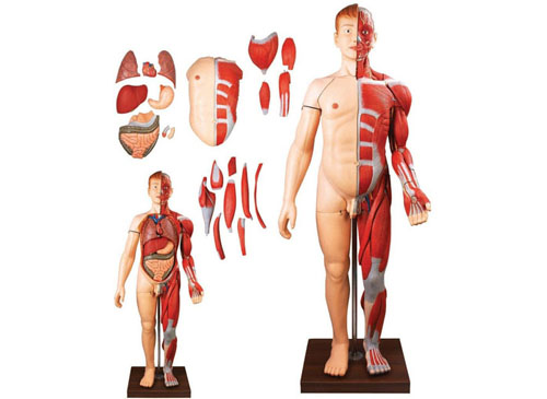 人体全身层次肌肉附内脏模型