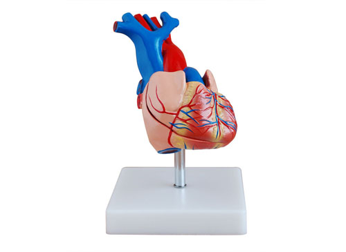 心脏模型（自然大）