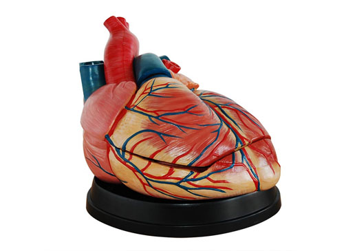 心脏解剖放大模型（放大4倍）
