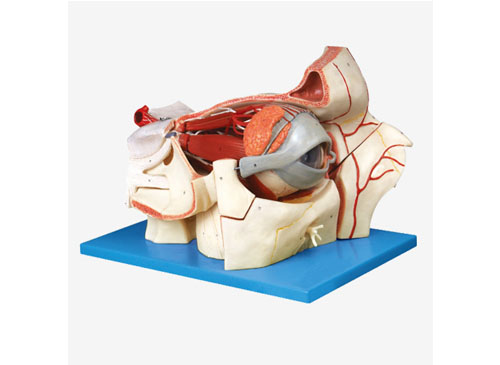 眼球与眼眶附血管神经放大模型