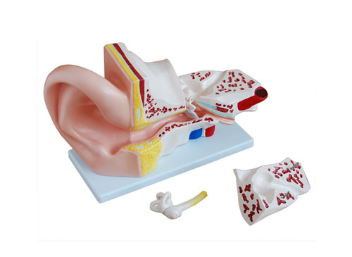 耳朵模型（放大5倍）