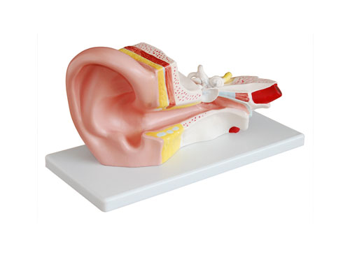 耳结构模型（放大3倍）
