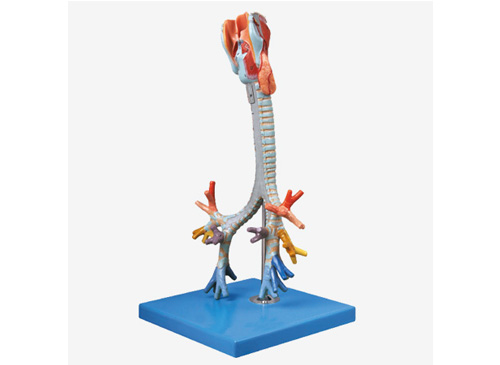 喉与气管、支气管树模型