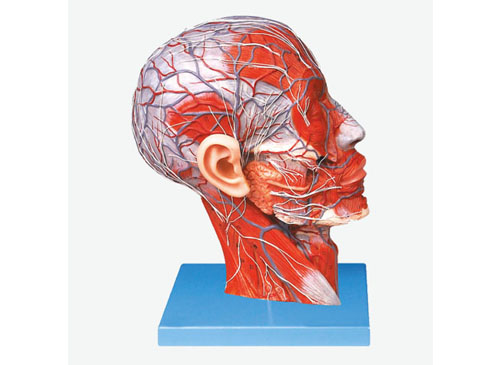 头部正中矢状切面附血管神经模型