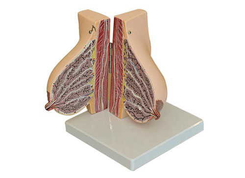 哺乳期女性乳房解剖模型