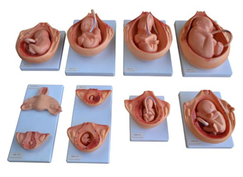 胎儿妊娠发育过程模型