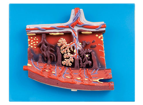 胎盘组织放大模型