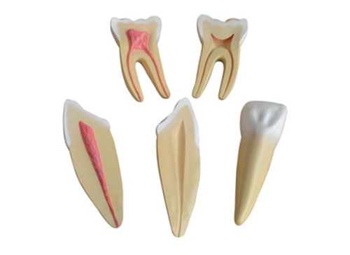 牙解剖模型（3只/套）