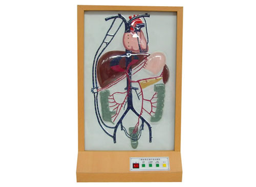门静脉侧支循环电动模型