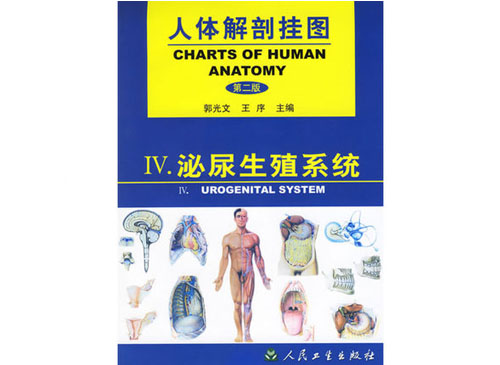 泌尿生殖系统挂图