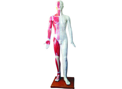 针灸人模型178CM