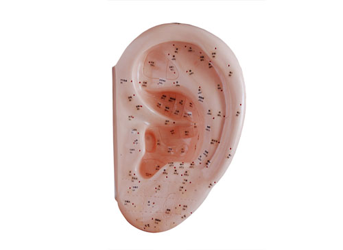 耳针灸穴位模型40CM