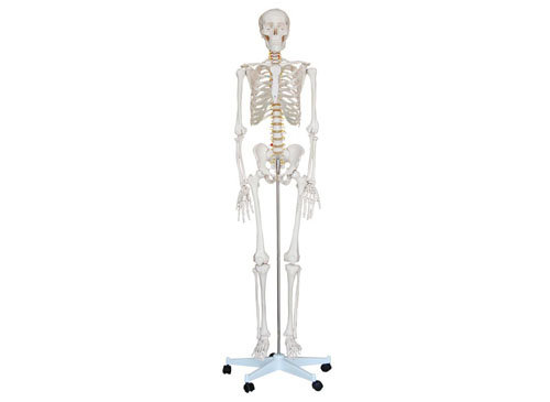 人体骨架模型（女性）