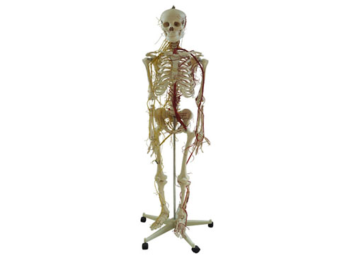 人体骨骼附主要动脉和神经分布模型