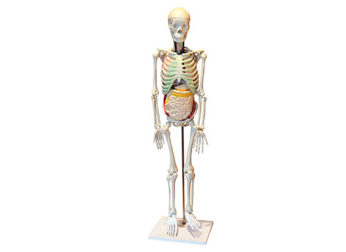 人体骨骼与内脏关系模型