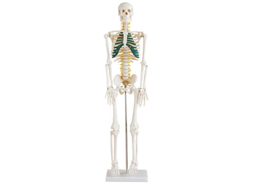 人体骨骼带神经模型85CM