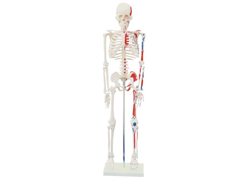 人体骨骼附肌肉着色模型85CM