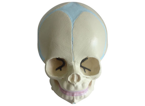 婴儿头骨模型