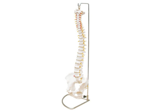 脊椎模型