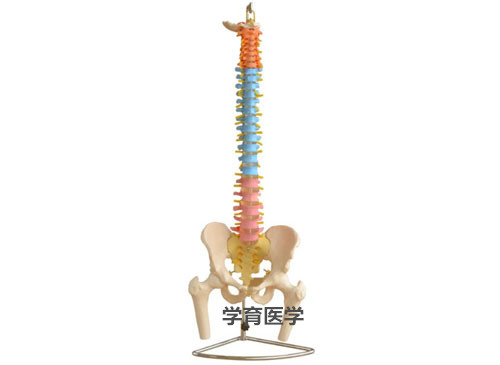 彩色脊椎附骨盆和半腿骨模型
