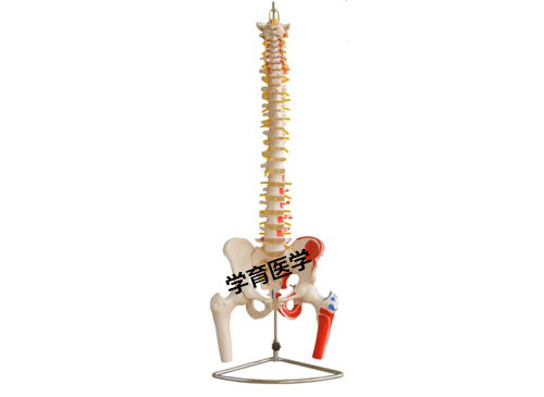 脊椎附骨盆和半腿骨附肌肉着色模型