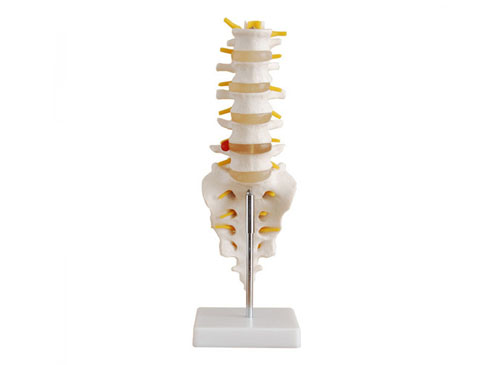 腰椎带尾椎骨模型
