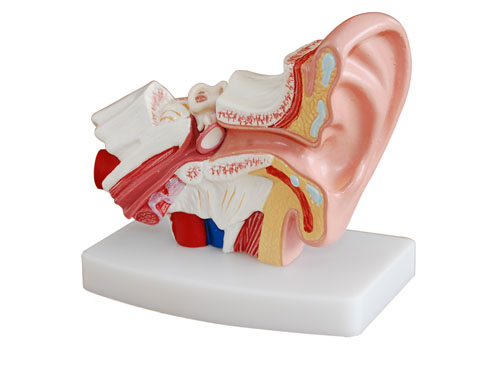 耳朵解剖模型