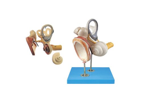 内耳、听小骨及骨膜放大模型