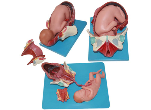 足月胎儿分娩过程模型