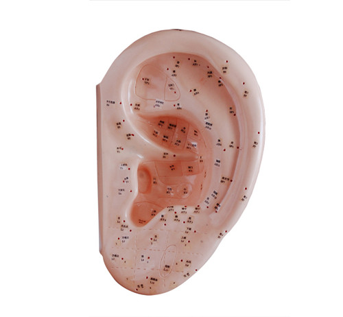 耳针灸穴位模型