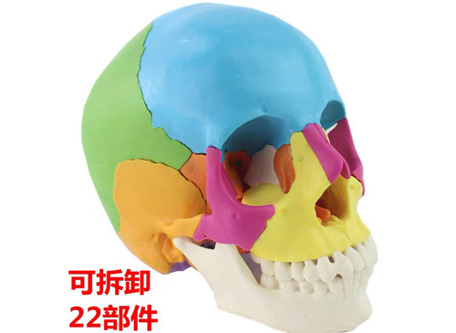 22部件彩色头颅骨模型