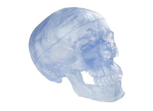 透明头颅骨模型