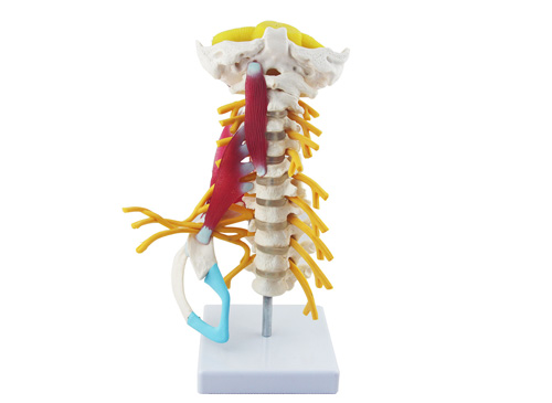 颈椎肌肉带脑干附神经模型