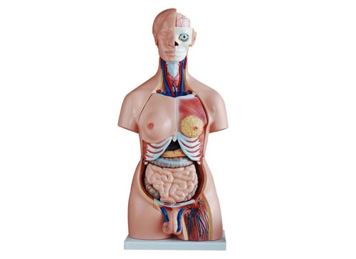 85CM人体内脏器官模型40件