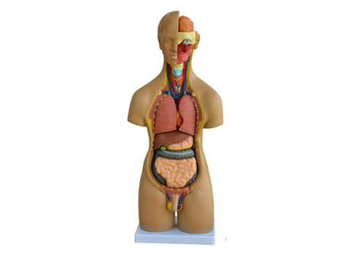 55CM人体内脏器官模型20件
