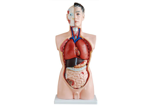 85CM人体内脏器官模型19件