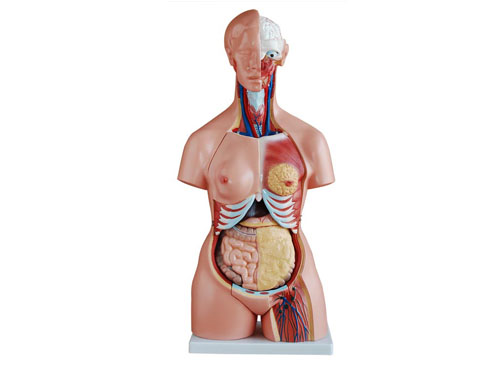 85CM人体内脏器官模型21件