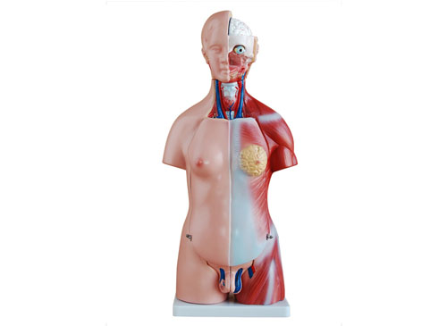 45CM人体内脏器官模型23件