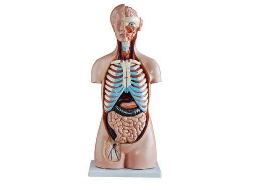 85CM人体内脏器官模型20件