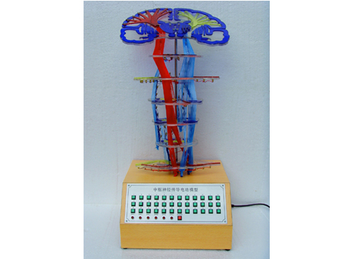中枢神经传导电动模型