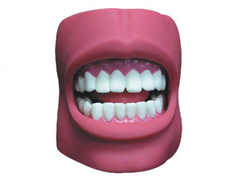 口腔保健护理模型（带脸颊，自然大）