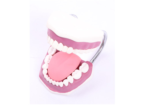 牙护理保健模型（28颗牙，放大5倍）