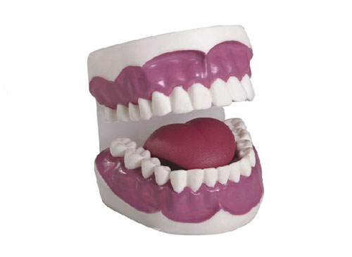 牙护理保健模型（28颗牙，放大2倍）