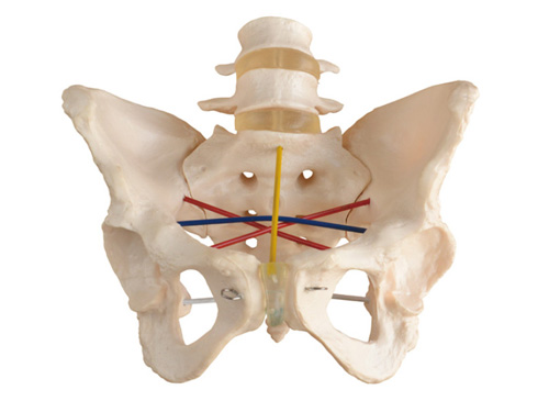 骨盆测量示教模型