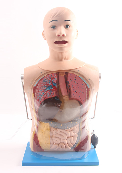 高级鼻胃管与气管护理模型